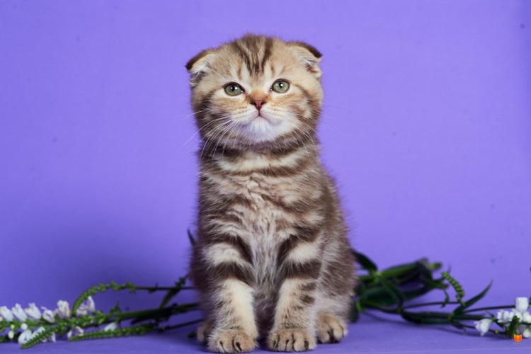 Скоттиш фолд Браун табби