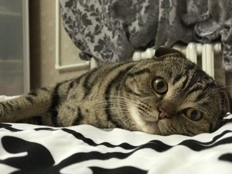 Шотландская вислоухая кошка полосатая