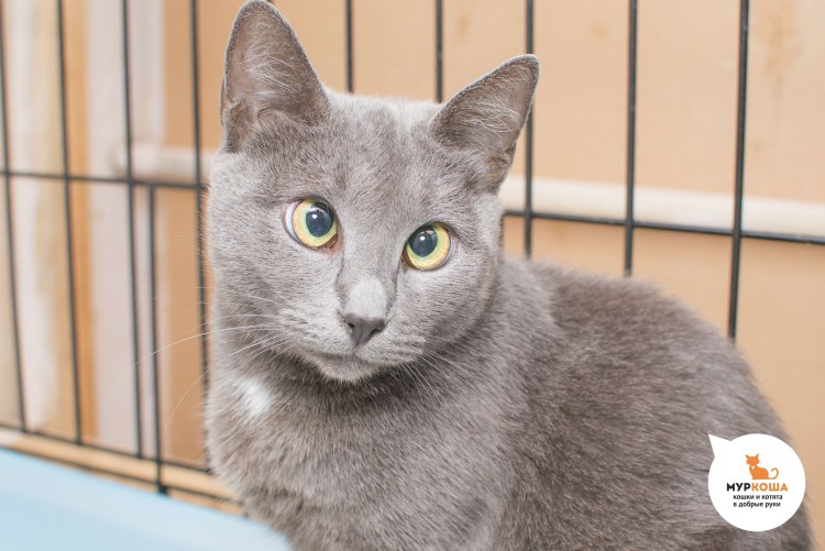 Серо белый кот