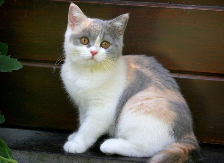 Сибирская кошка серая