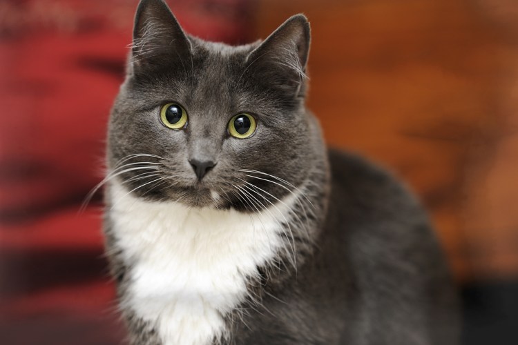 Серая белая кошка