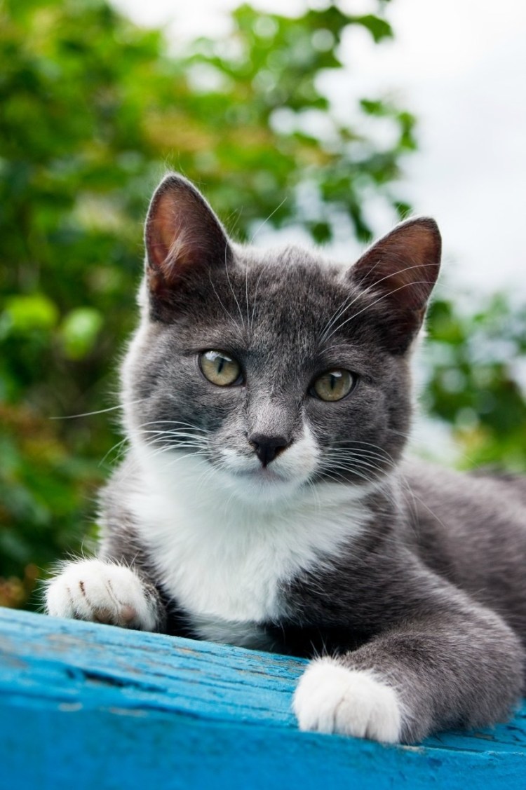 Мэнкс бело-серый