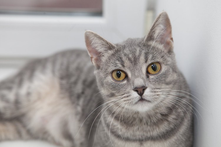 Сибирская биколор короткошерстная