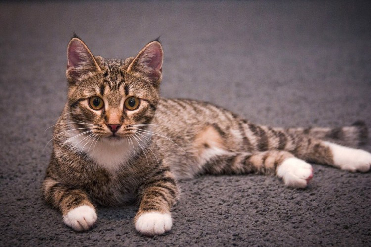 Коты породы Саванна