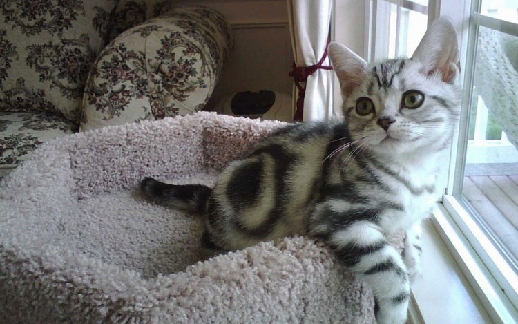 Сибирский Крысолов короткошерстный серый