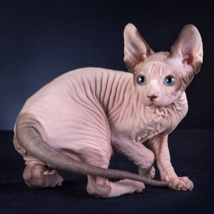 Бенгальская кошка Марбл