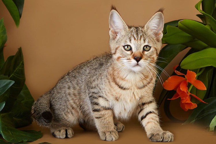 Порода кошек которая не линяет кроме сфинкса