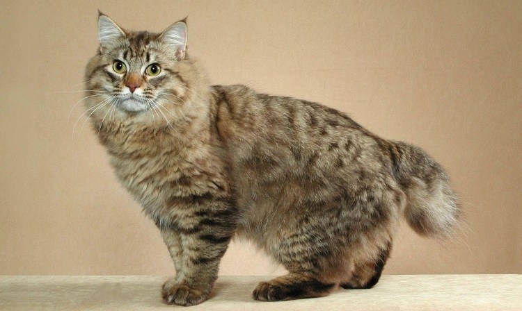 Американская короткошерстная табби