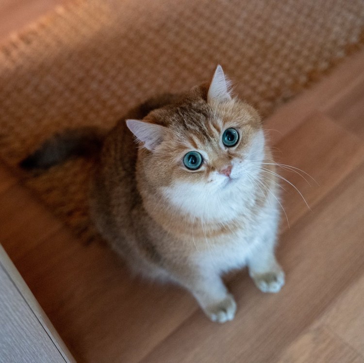 Золотистая шиншилла Манчкин