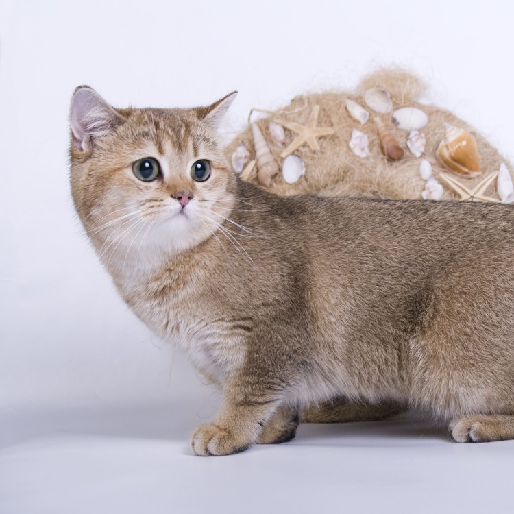 Шотландская золотистая шиншилла