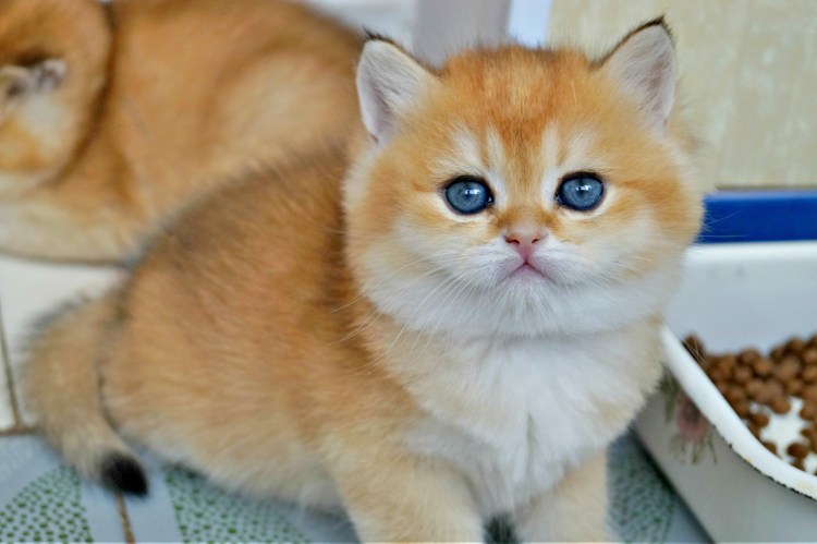 Британская Золотая шиншилла Манчкин