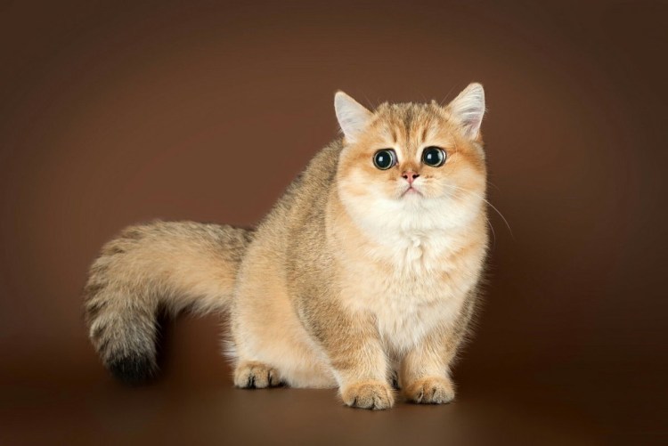 Британская шиншилла черепаховая