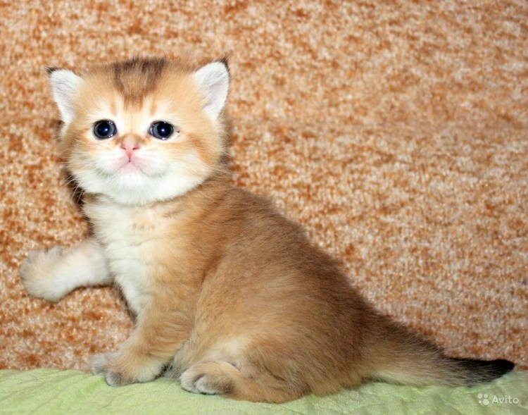 Британская Золотая шиншилла