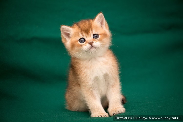 Золотистая шиншилла Манчкин