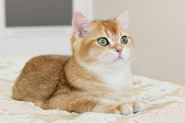 Золотая шиншилла с зелеными глазами