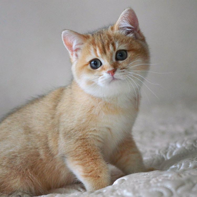 Шиншилла Британская Золотая чистокровна