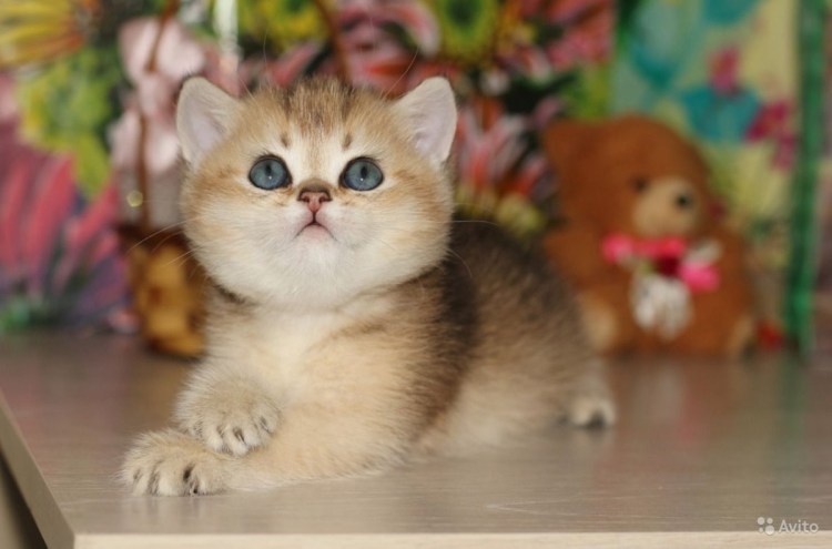 Скоттиш страйт Хосико