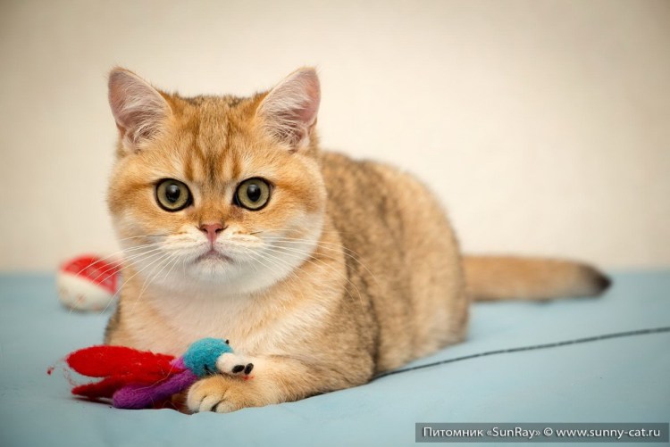 Золотистая шиншилла Манчкин