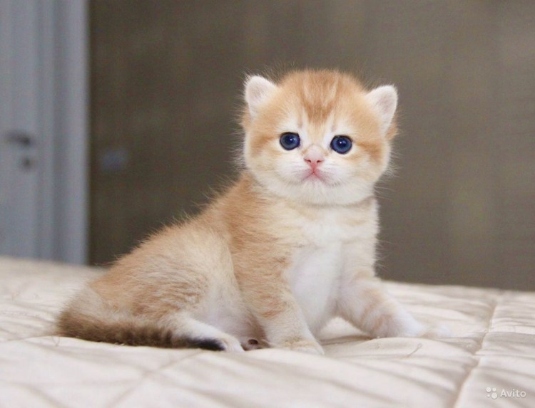 Британская Золотая шиншилла Манчкин