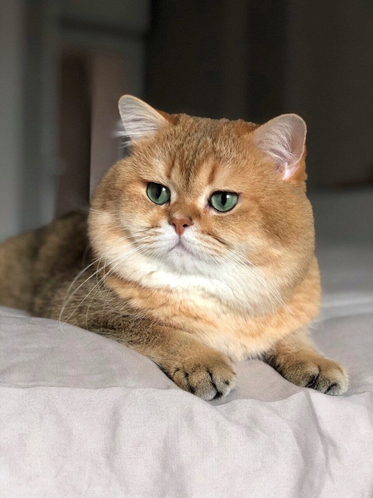 Британская Золотая шиншилла Манчкин