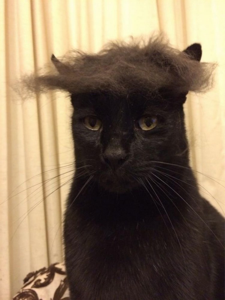 Кошка с челкой