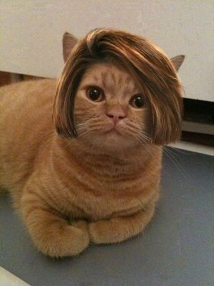 Коты с челкой