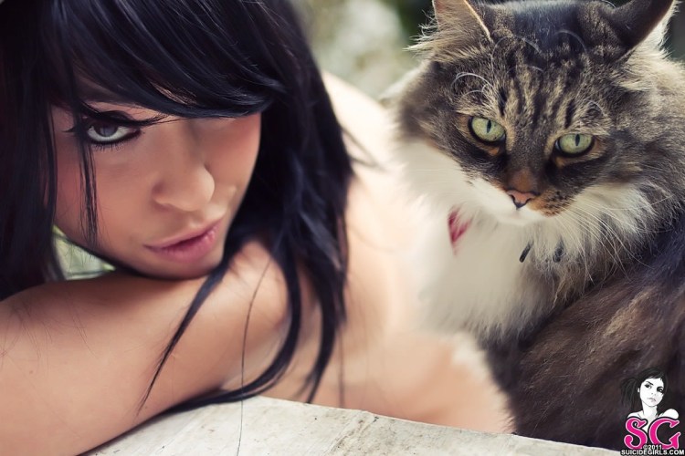 Татуированный кот сфинкс