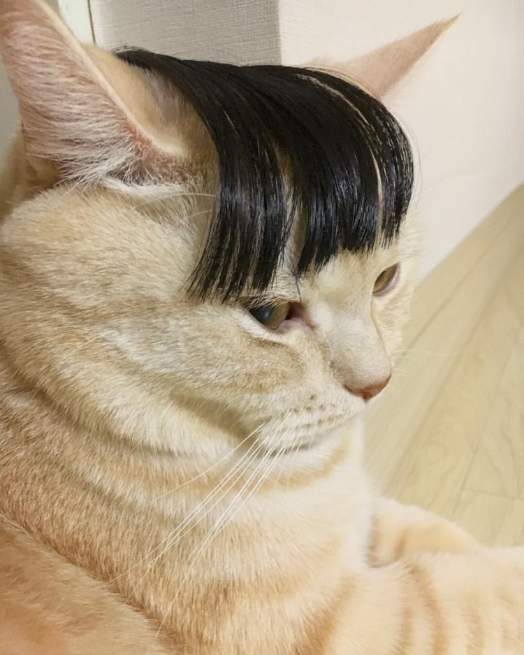 Кошка в парике