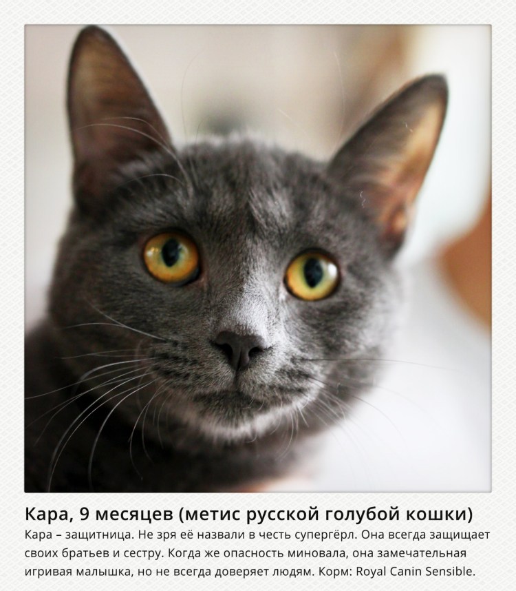 Морская Свинка с челкой