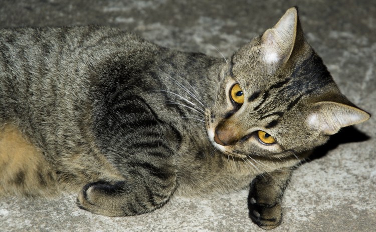 Кот смотрит в зеркало Мем