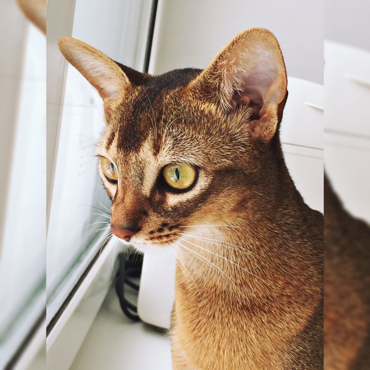 Девушка с кошкой арт