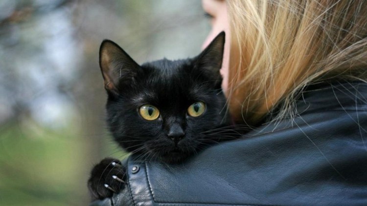 Кот с челкой Мем