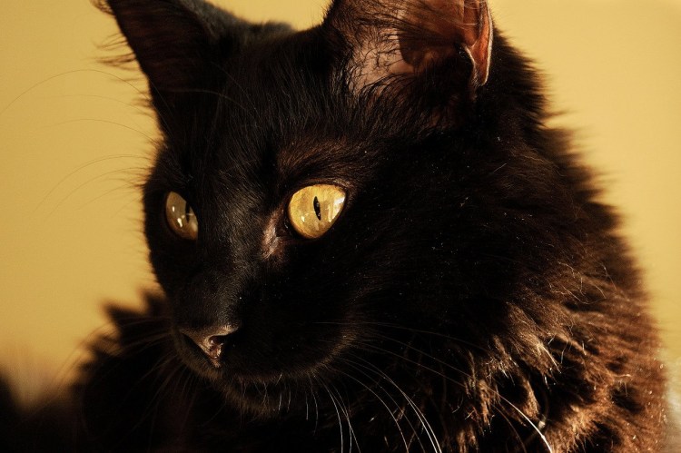 Animal Ears Kemonomimidae, неко