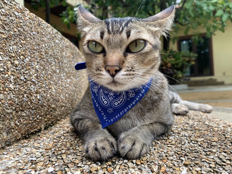 Кот в бандане БАЛЛАС