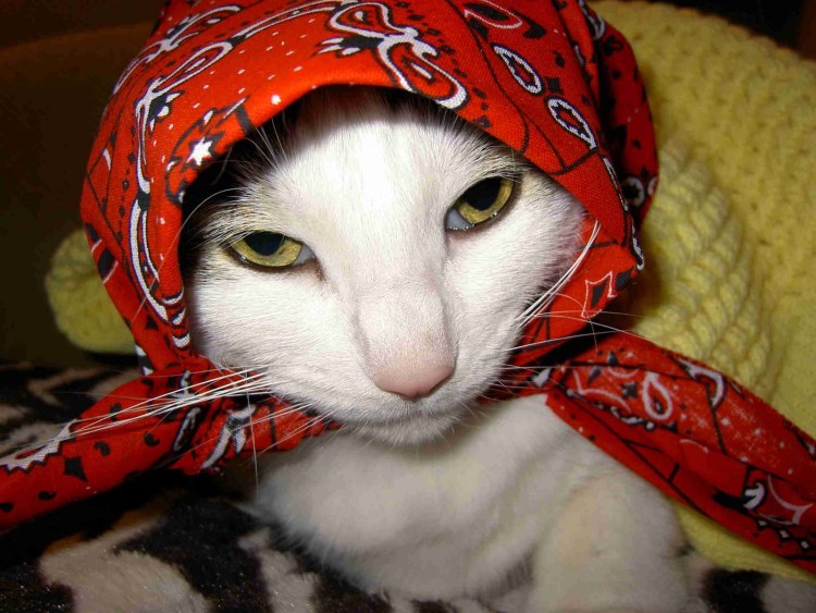 Платок с кошками