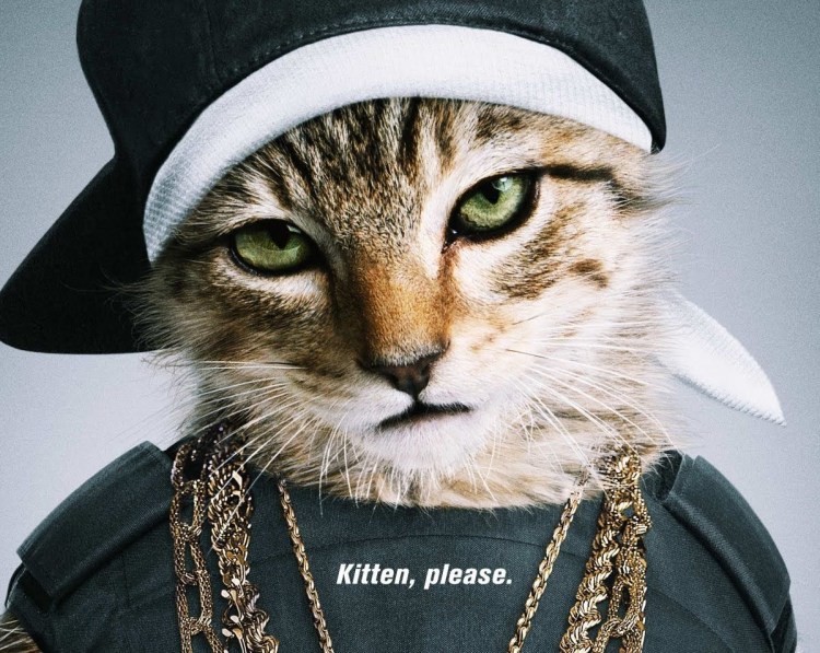 Кот в маске бандита