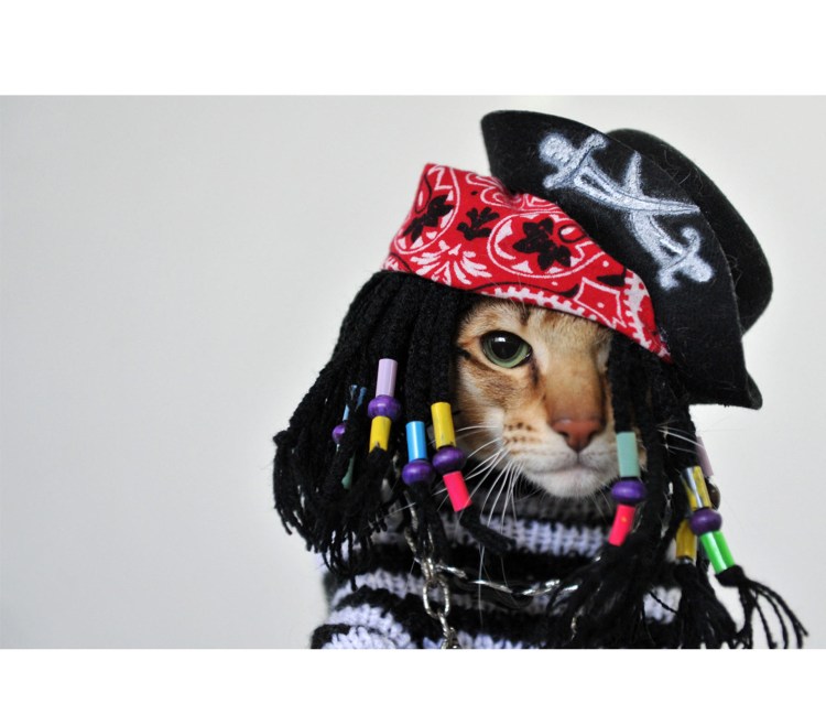 Кот в бандане