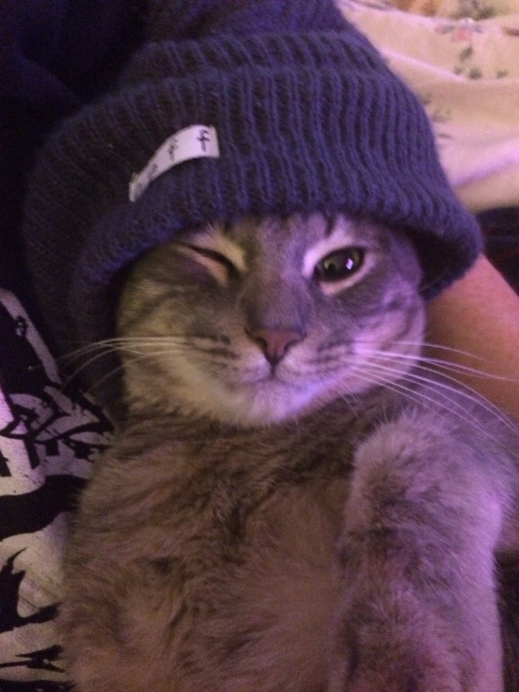 Британский кот в шапке