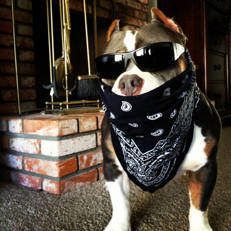 Коты в крутой одежде