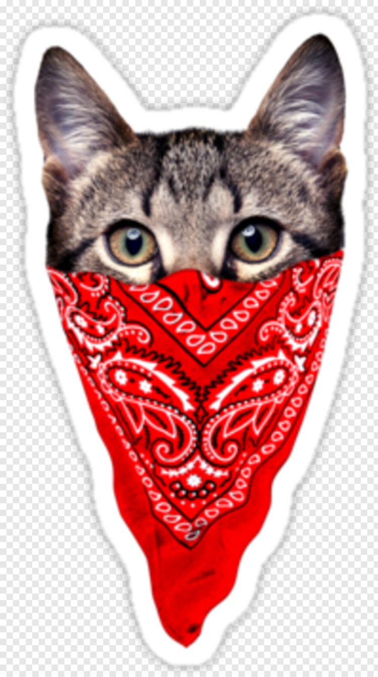 Собака бандит