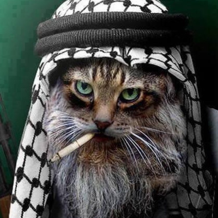 Котенок в бандане