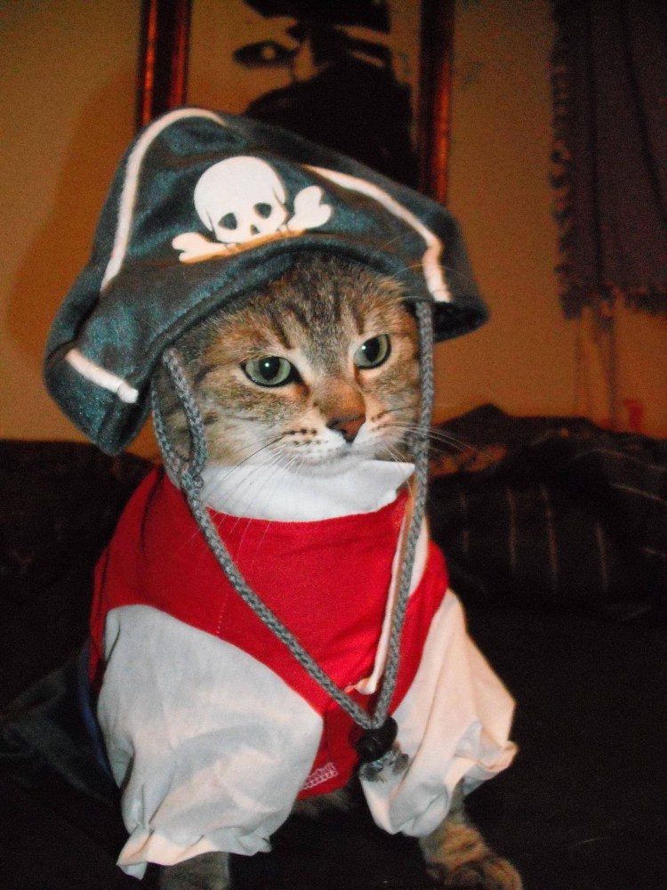 Кот гангстер