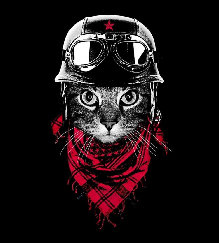 Кот в бандане