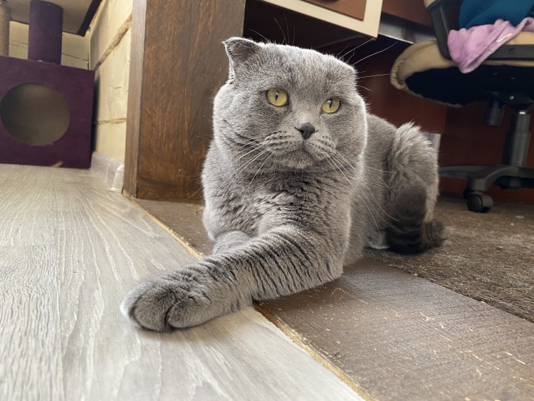 Стриженный шотландский кот прямоухий