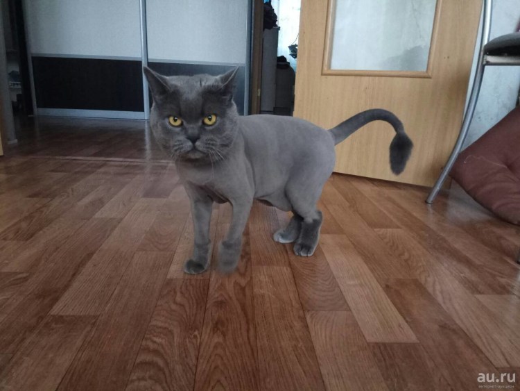 Стриженный скоттиш страйт