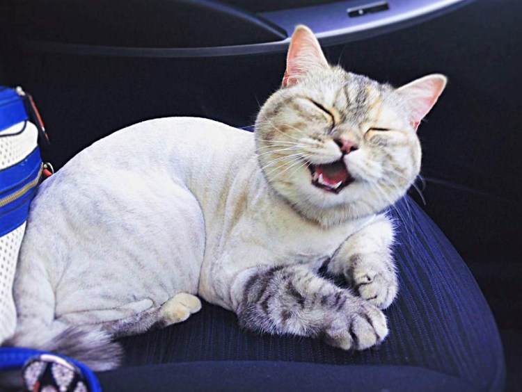 Стрижка британских котов