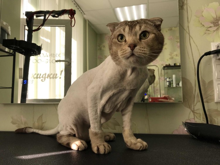 Груминг кошек