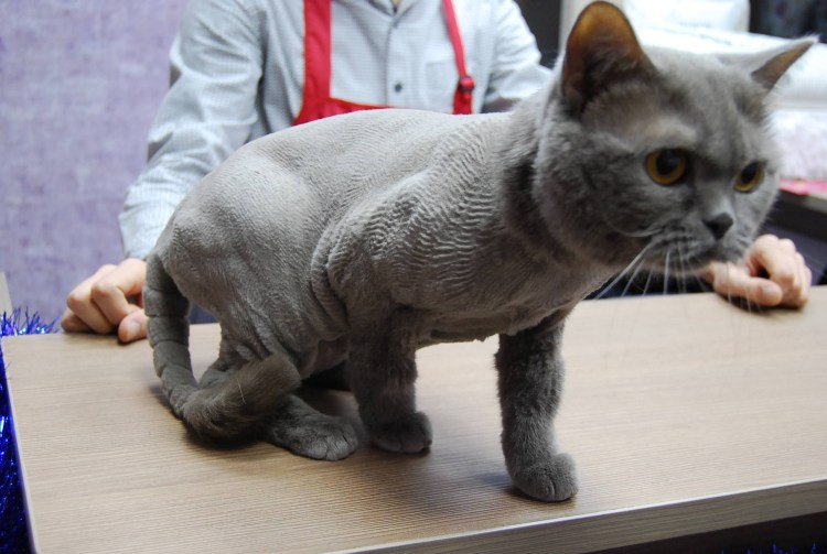Стрижка кота