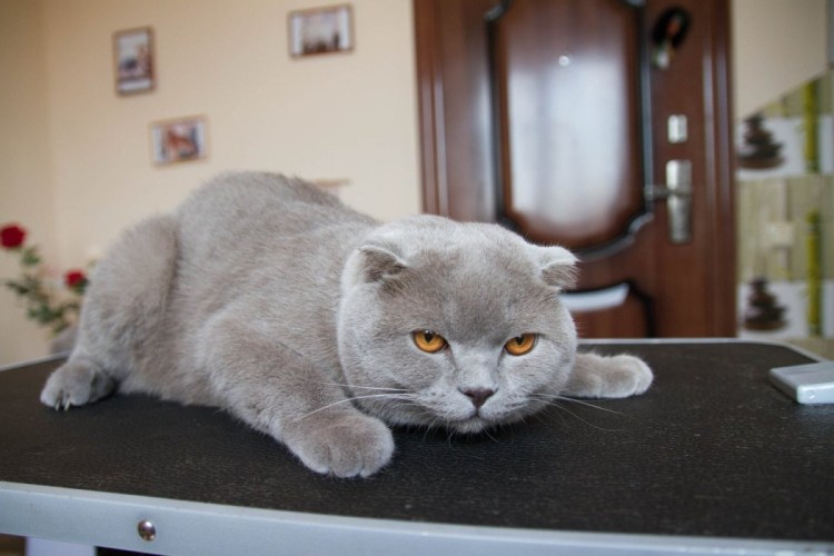 Стриженный кот