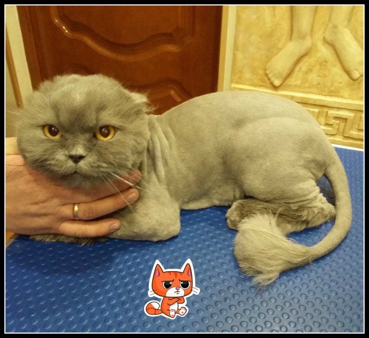 Груминг кошек